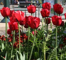 Tulips in Annecy