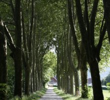 Chemin arboré, Saint-Jorioz