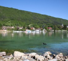 A duck on Lake Annecy, Sevrier